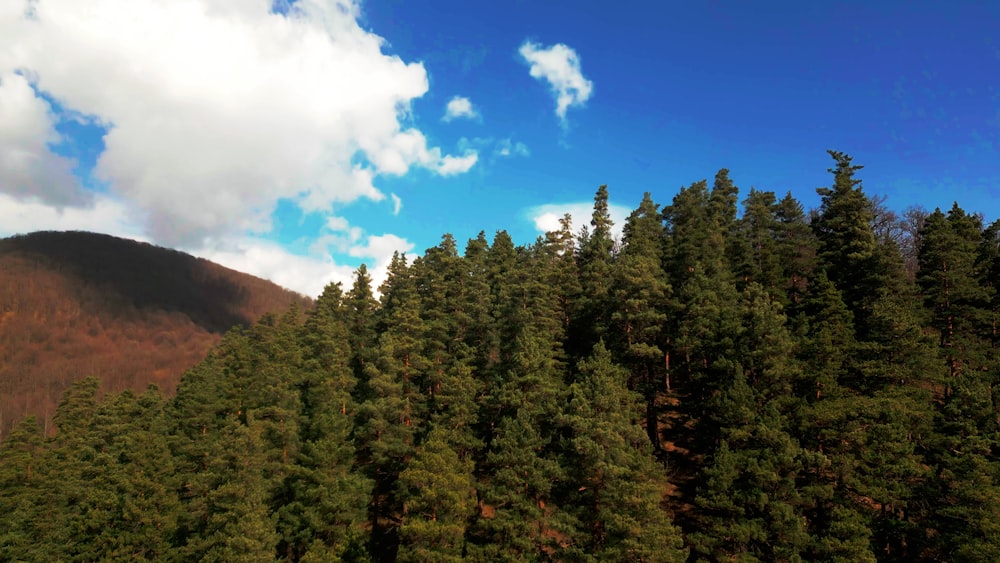 a group of trees in the foreground with a mountain in the background
