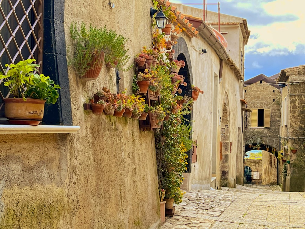 a cobblestone street lined with potted plants