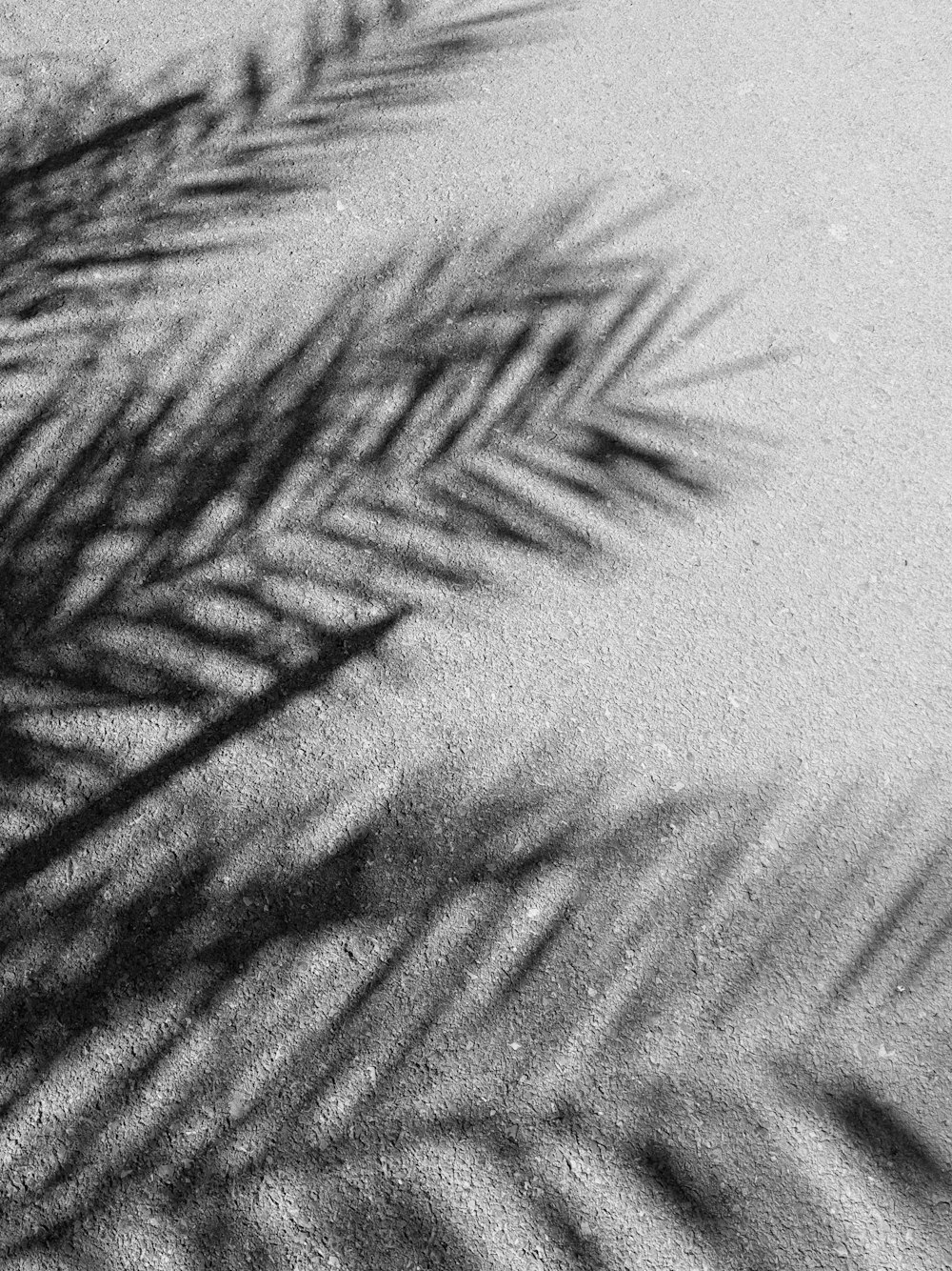 a black and white photo of a palm tree