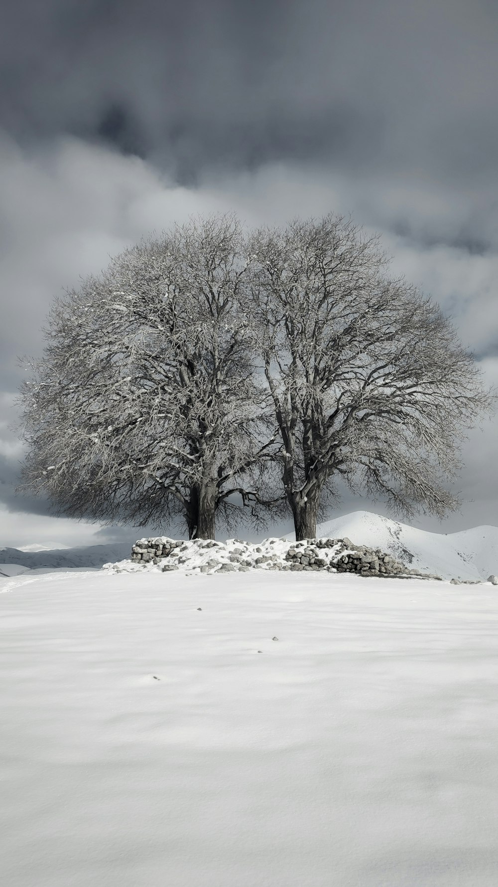 a lone tree stands in a snowy landscape