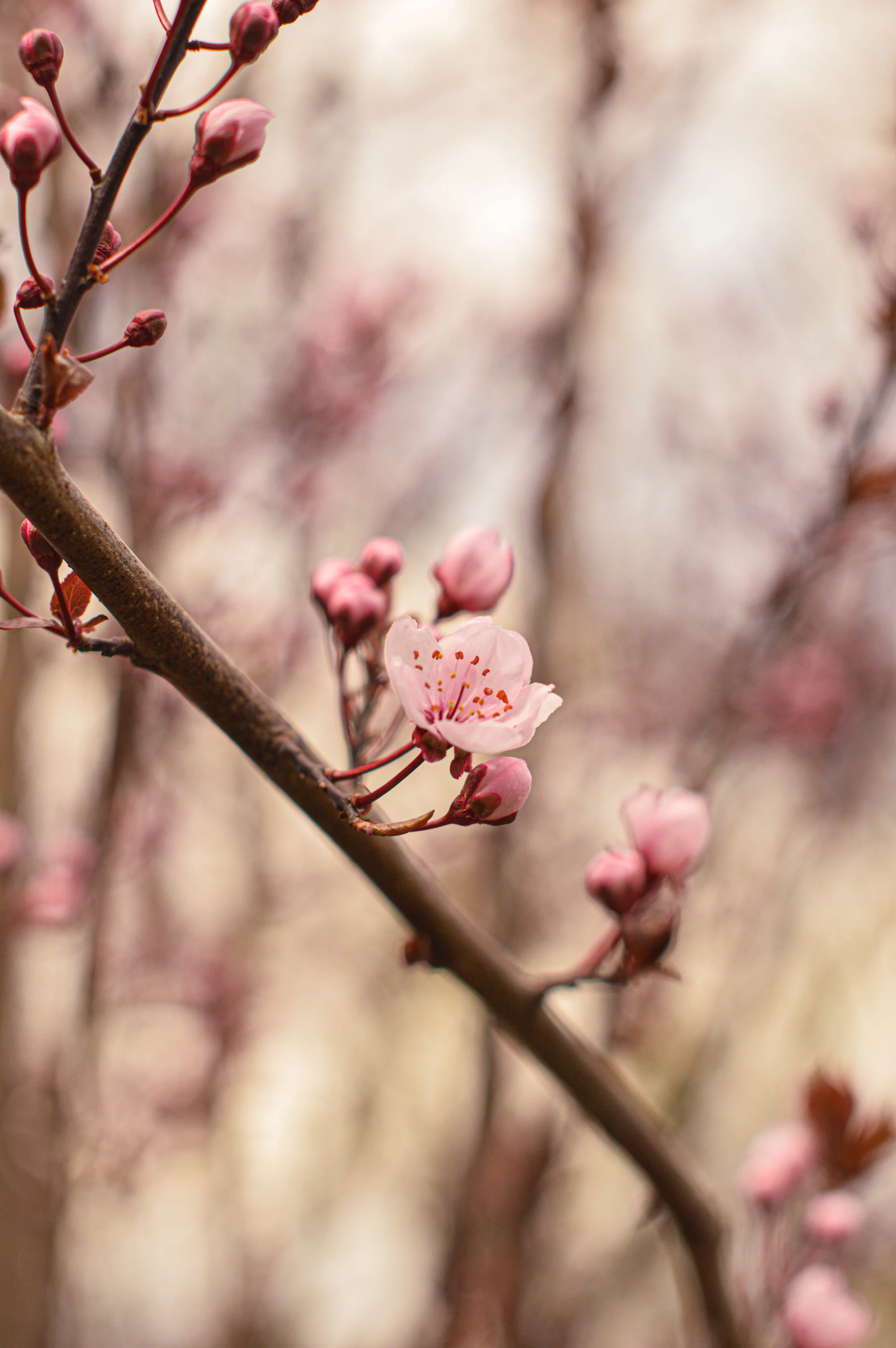 A cherry-blossom branch in soft focus against a pale spring sky