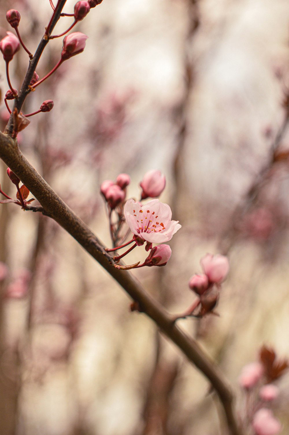 a branch with pink flowers in the foreground
