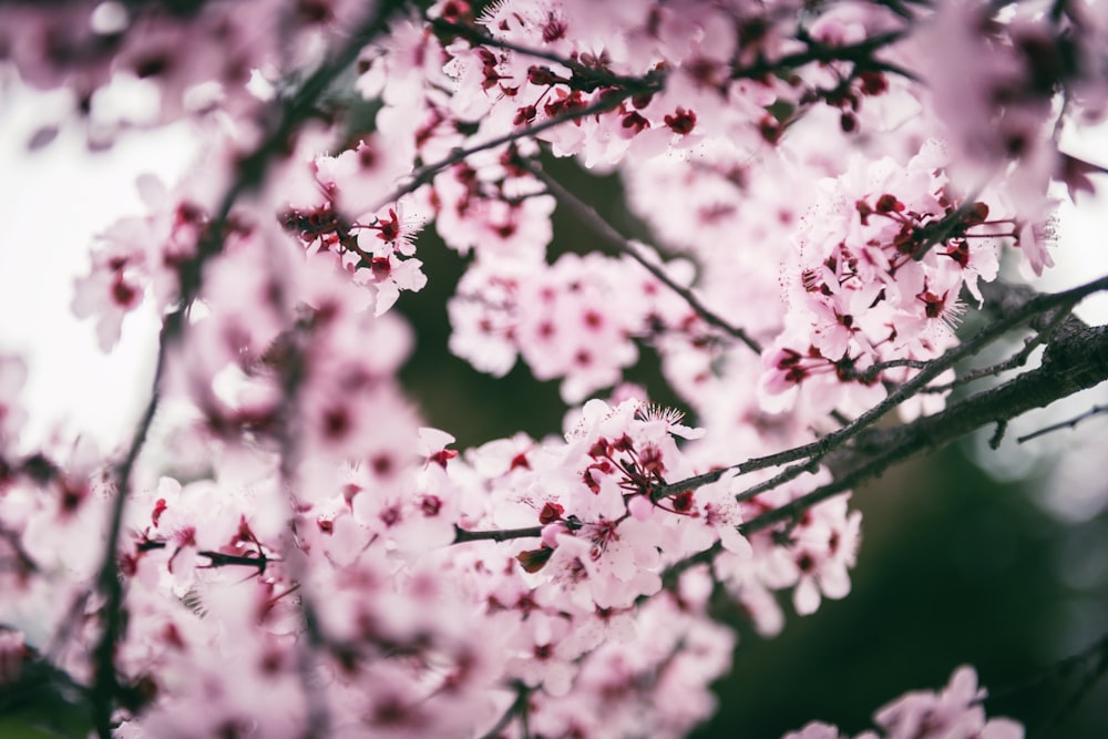 a close up of pink flowers on a tree