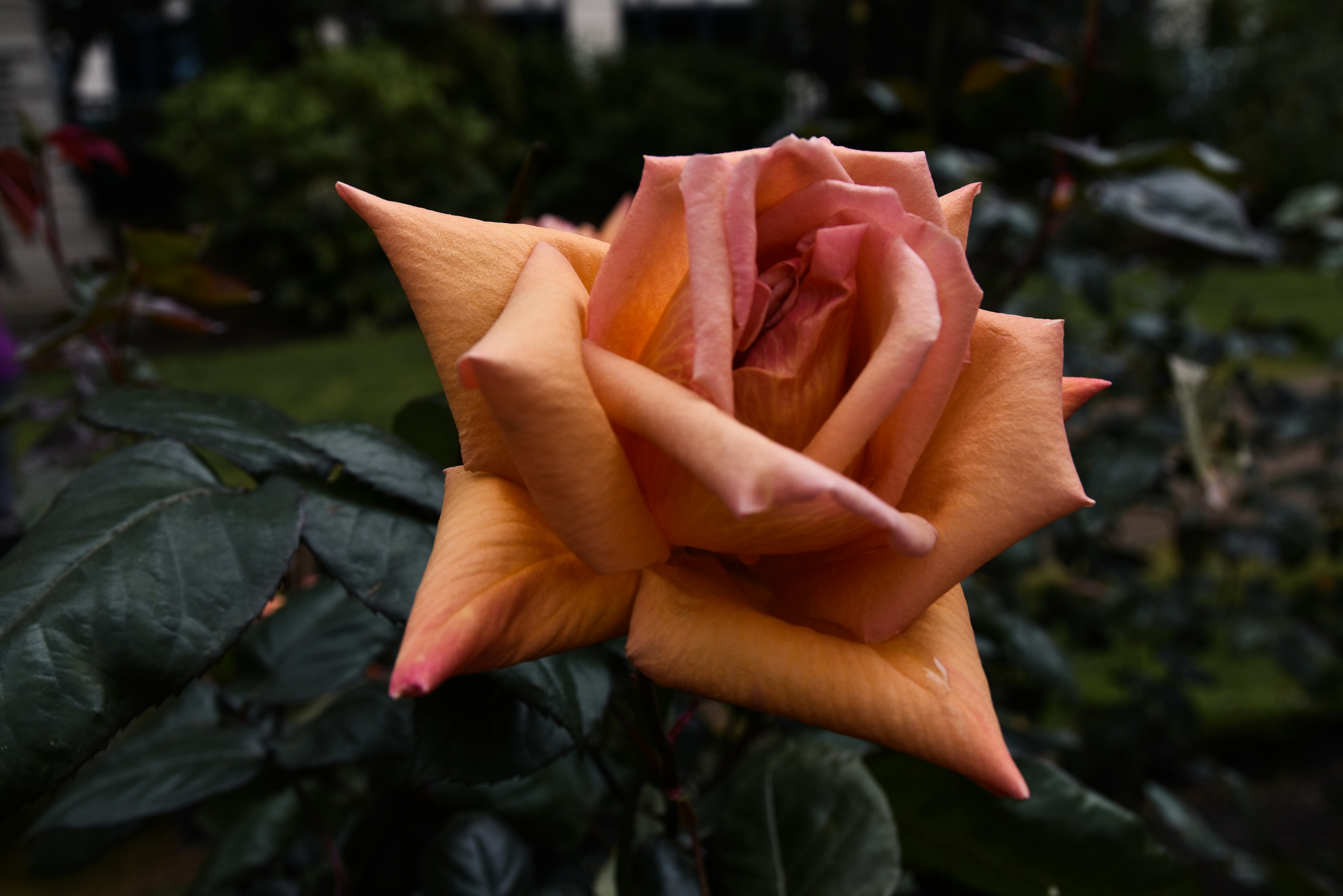 a close up of a pink rose in a garden
