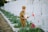 A young child in a military-style uniform is holding a bouquet of white and red flowers while standing in front of a row of white gravestones. The setting appears to be a cemetery with neatly arranged green plants and flowers around the gravestones.
