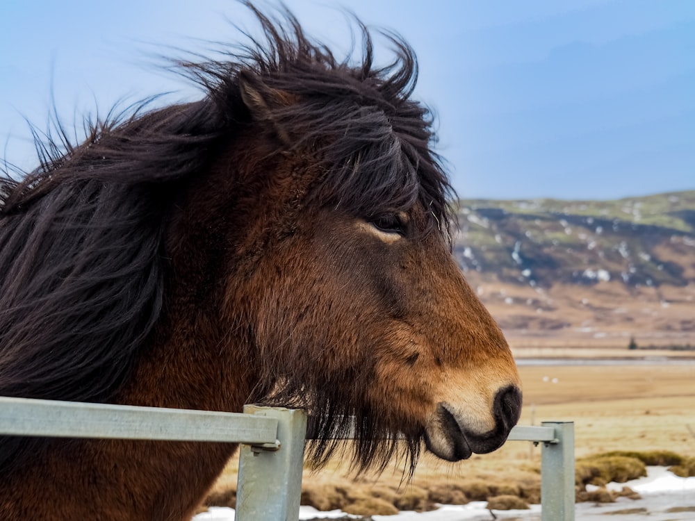 a close up of a horse behind a fence