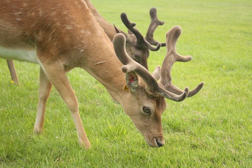 a close up of a deer grazing on grass