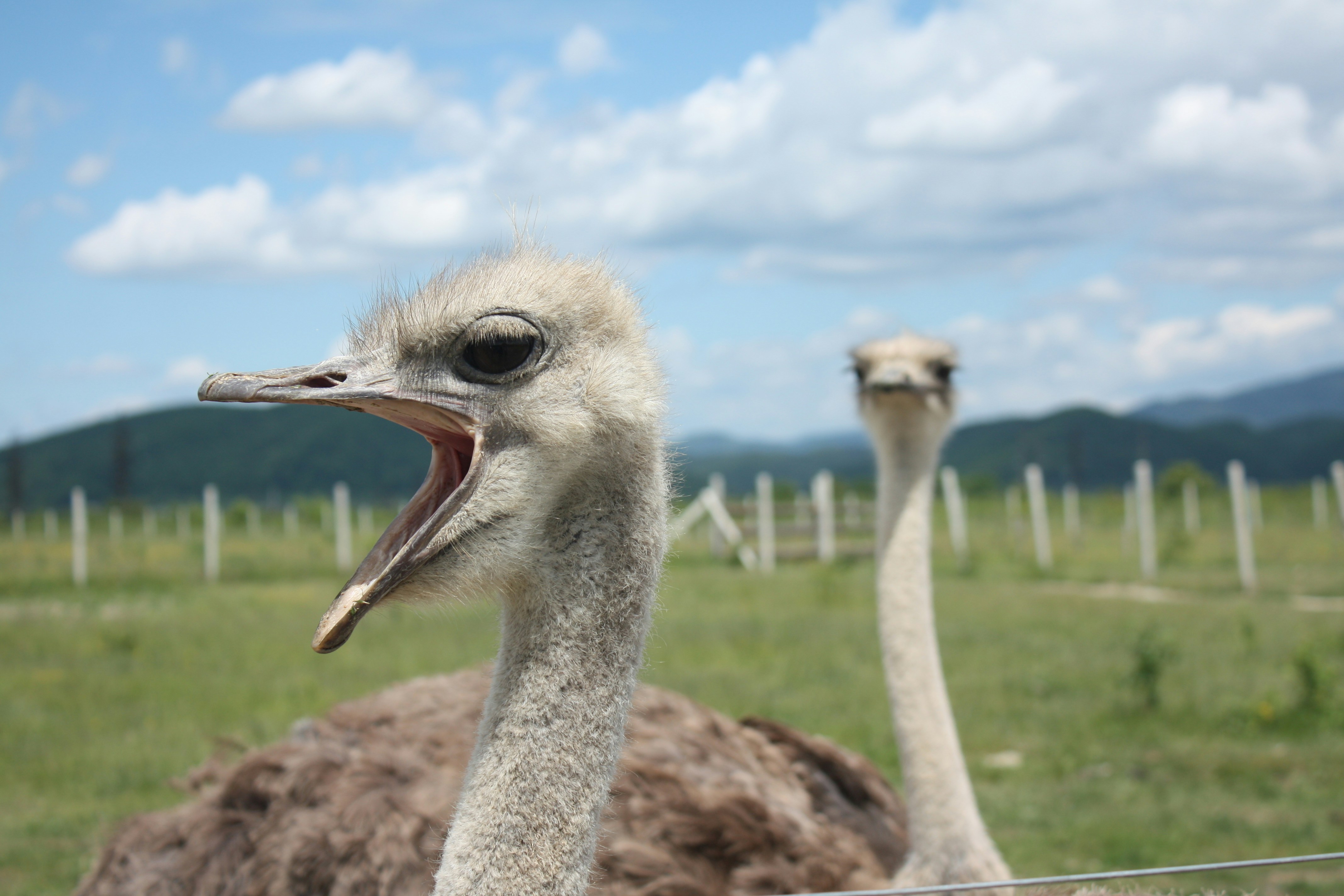 Follow the Money: Why WHO and WEF Needed Those Ostriches Dead