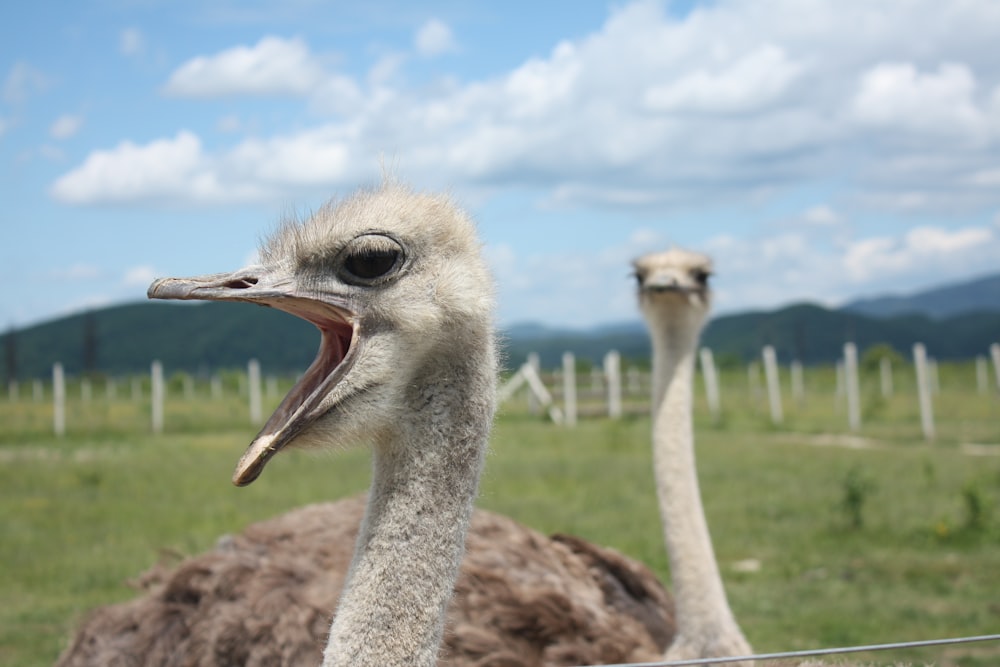 an ostrich with its mouth open in a field