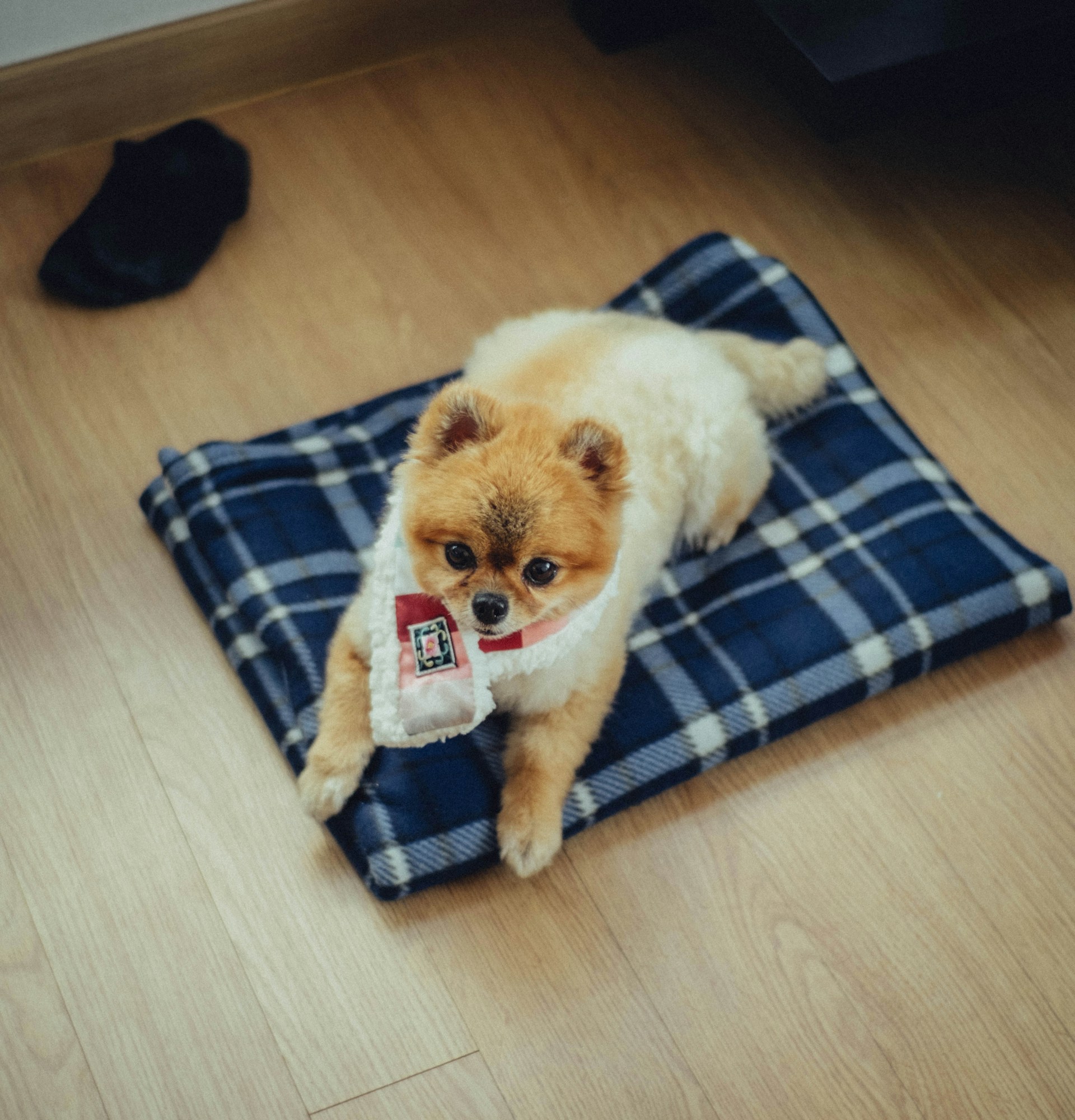 a small dog laying on a blanket on the floor