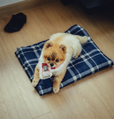 A fluffy, small dog with a brown and white coat is resting on a blue plaid blanket placed on a wooden floor. The dog is wearing a festive collar with a small decorative item attached. Nearby, there is a black slipper on the floor.