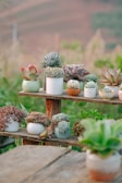 A colorful assortment of potted succulents arranged on wooden shelves.