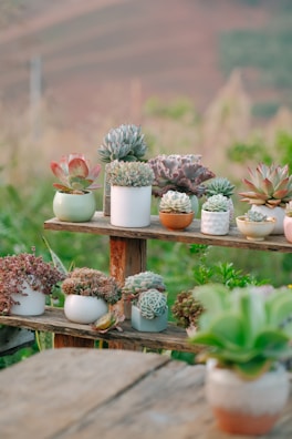 A colorful assortment of potted succulents arranged on wooden shelves.