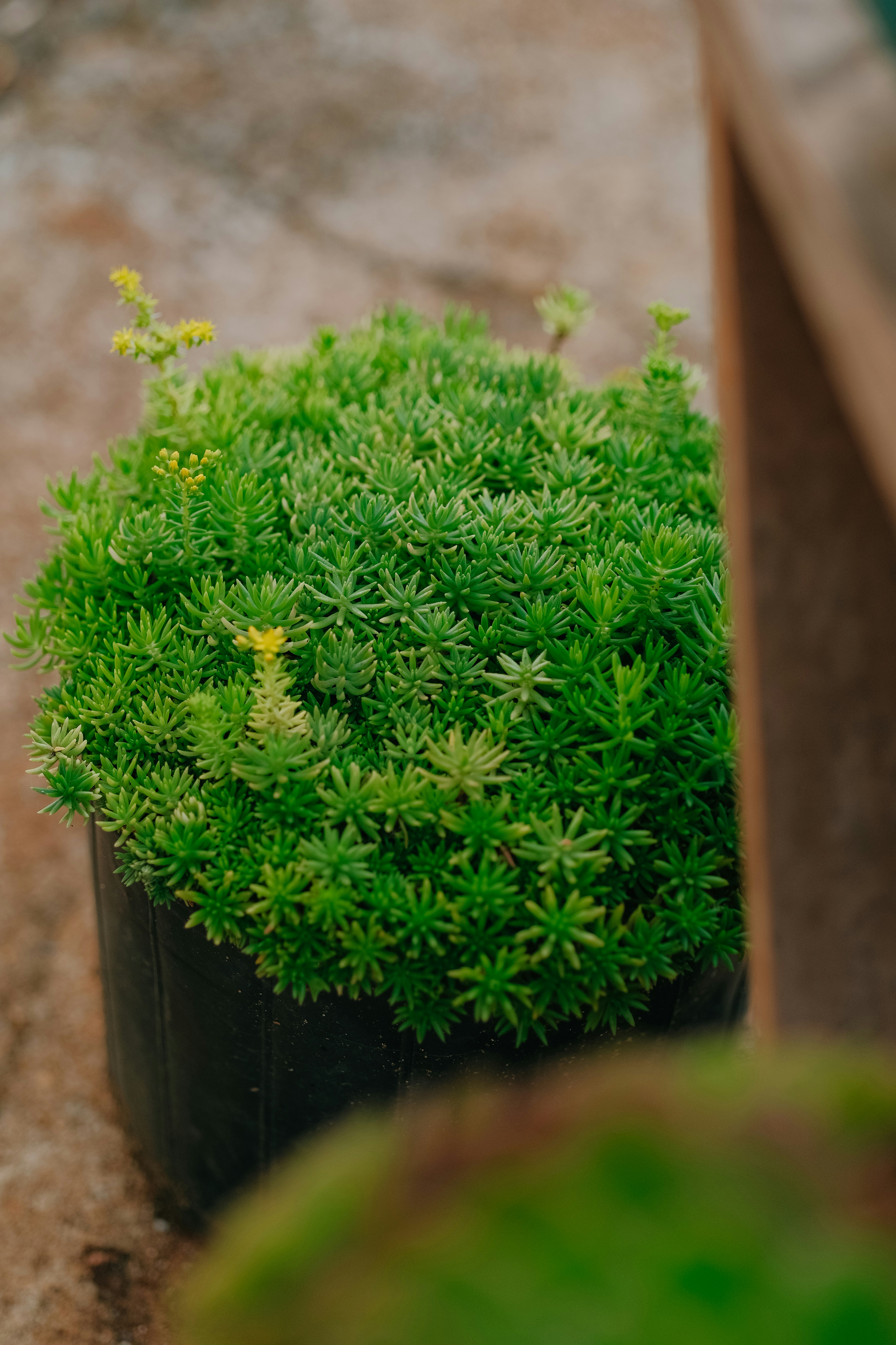 Un primer plano de una planta en una maceta
