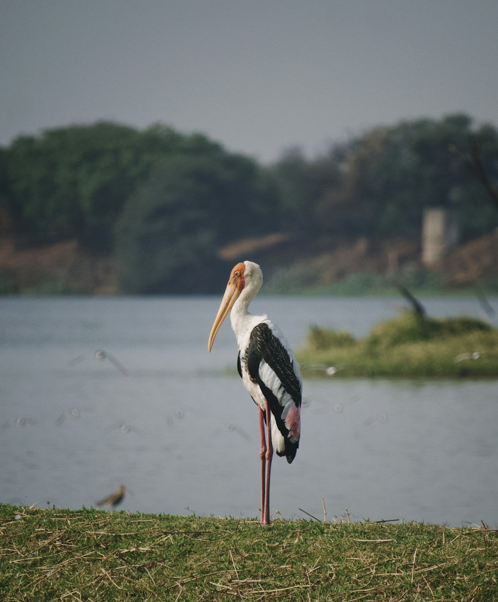 a bird with a long beak standing in front of a body of water