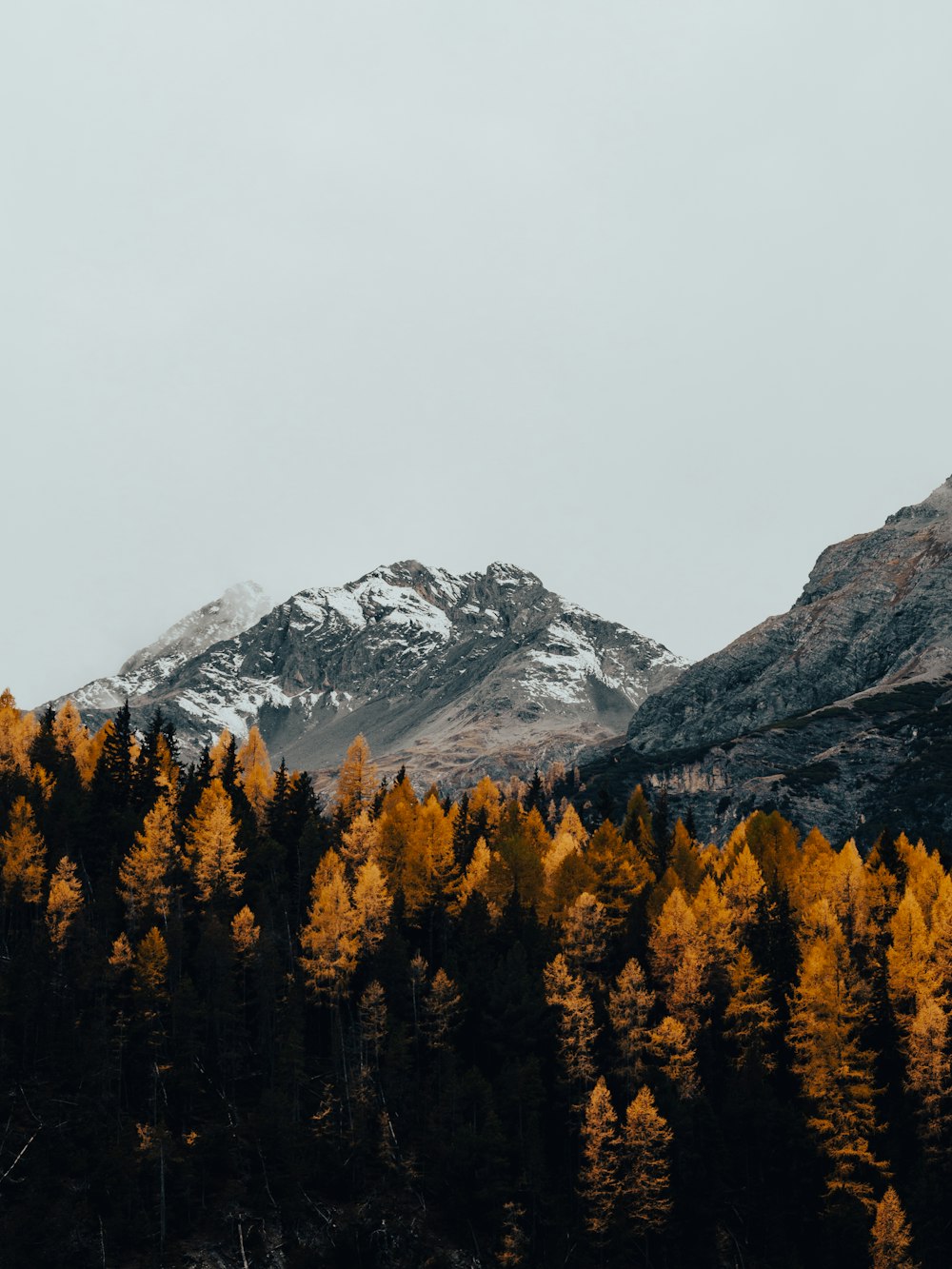 the mountains are covered in snow and yellow trees