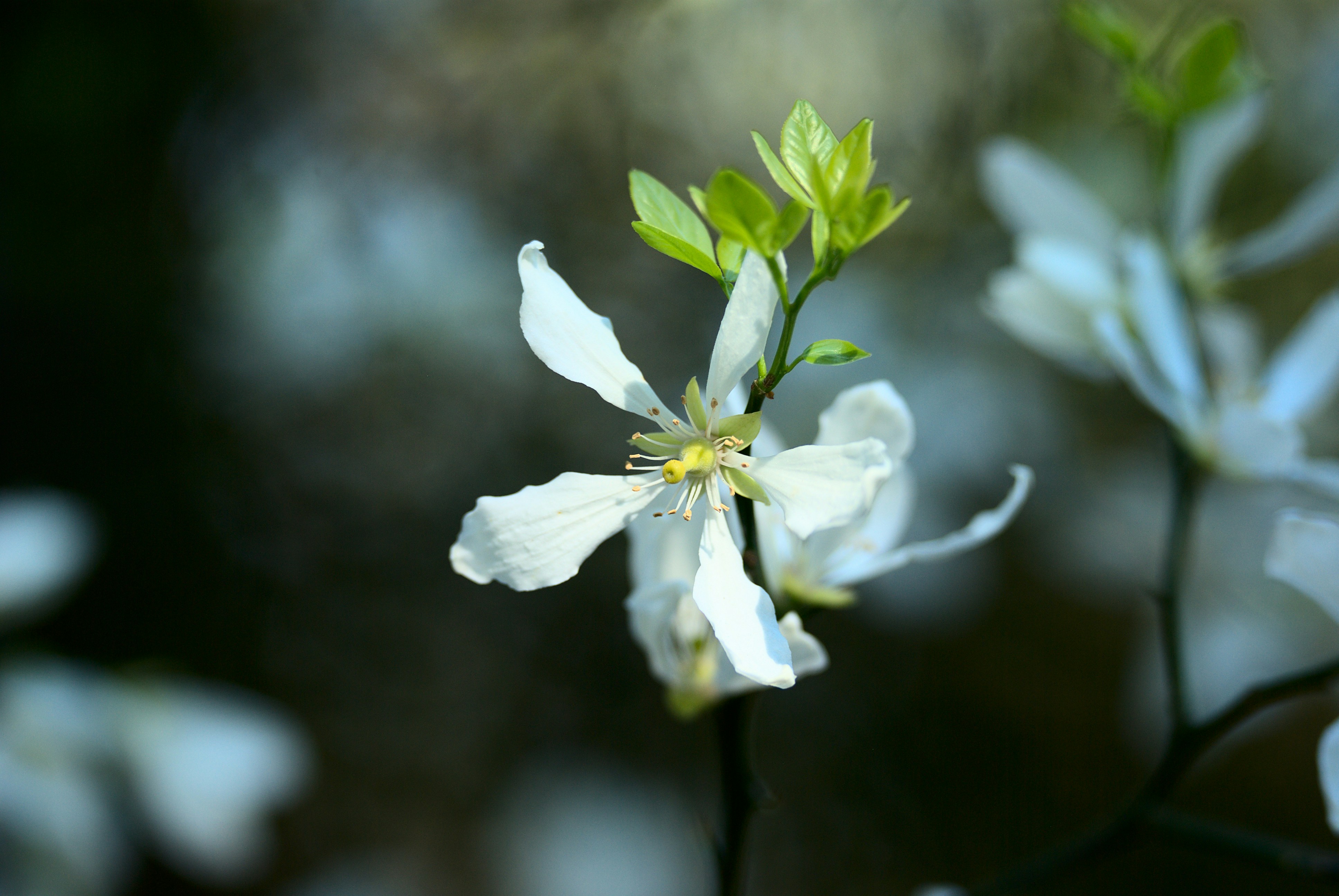 Photo by paulschnuerle