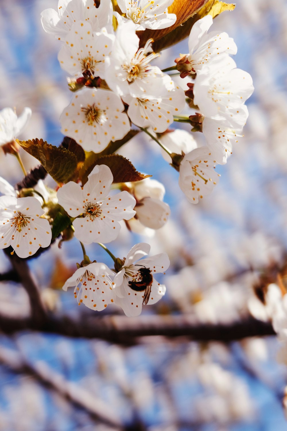 a tree with white flowers and a blue sky in the background