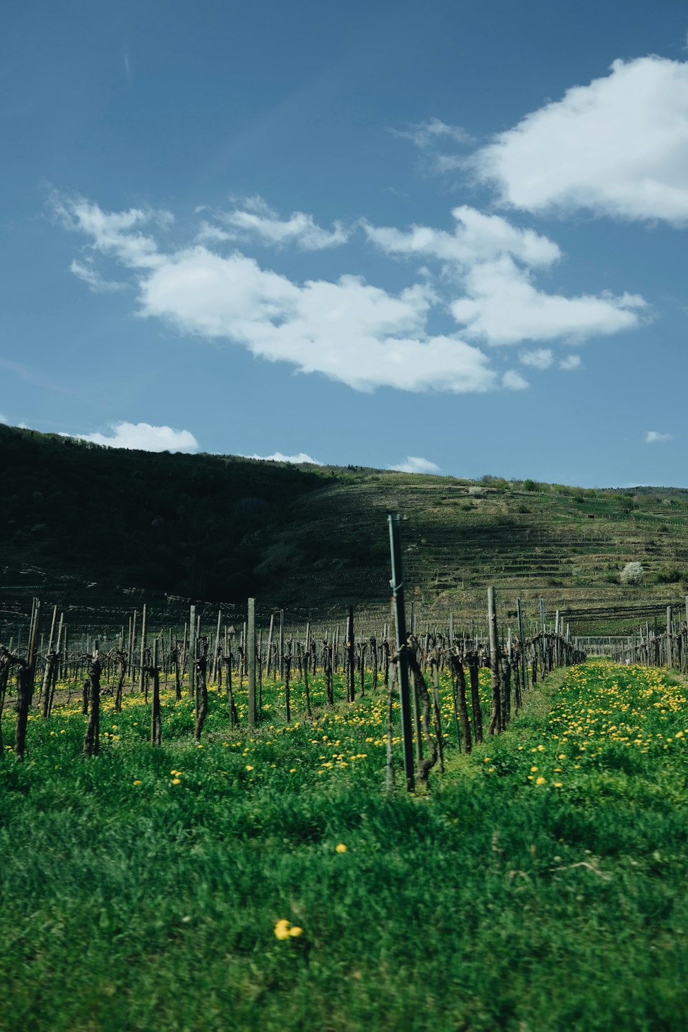 un campo erboso con una collina sullo sfondo