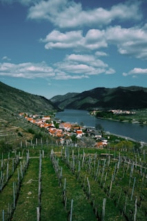 Lush vineyards in the Douro Valley with rolling hills and a river in the background.