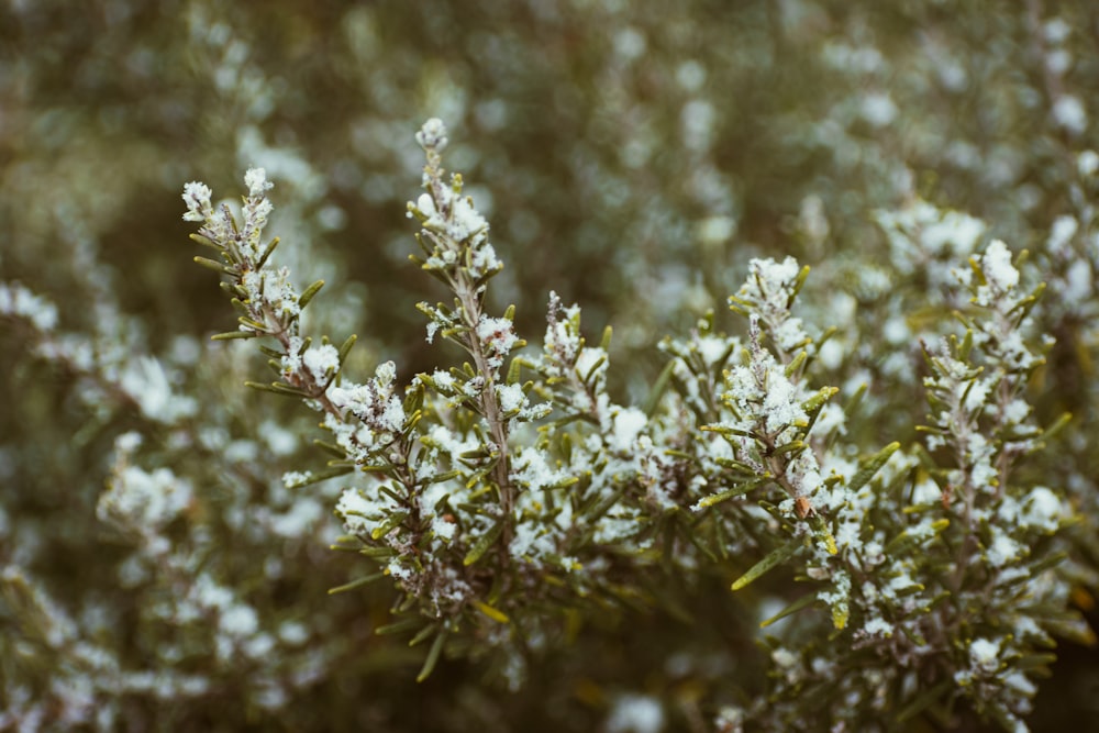 a close up of a bush with white flowers