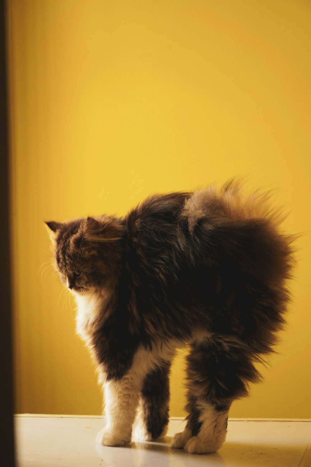 a cat standing on top of a table next to a yellow wall