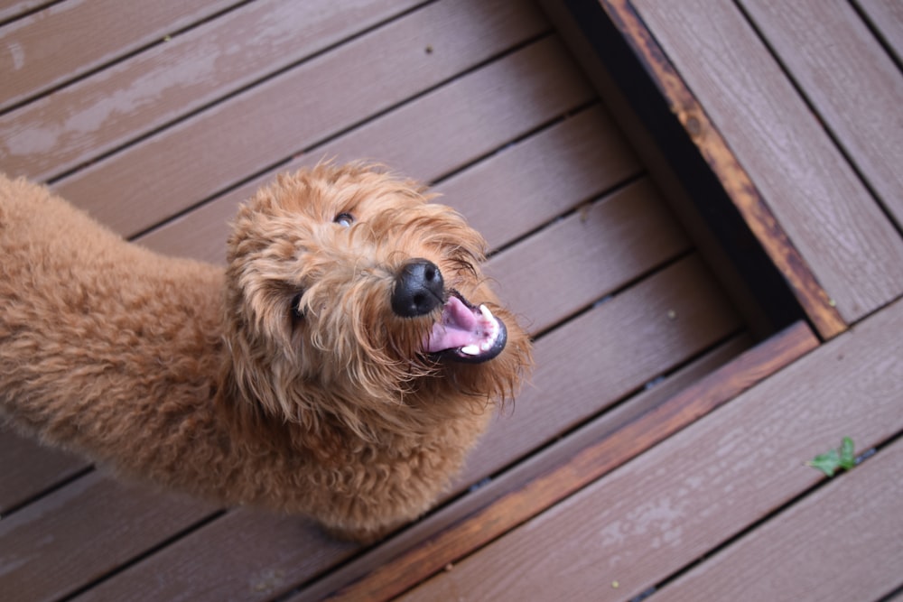 a brown dog standing on top of a wooden deck