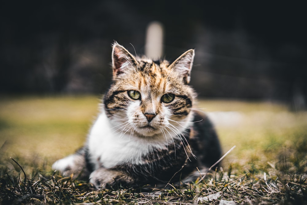 a cat sitting in the grass looking at the camera