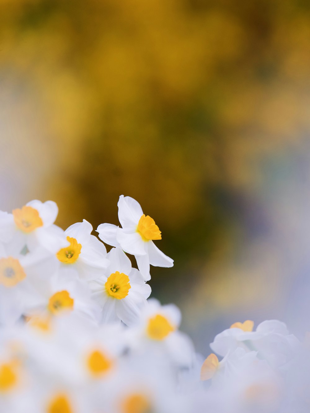 a bunch of white flowers with yellow centers