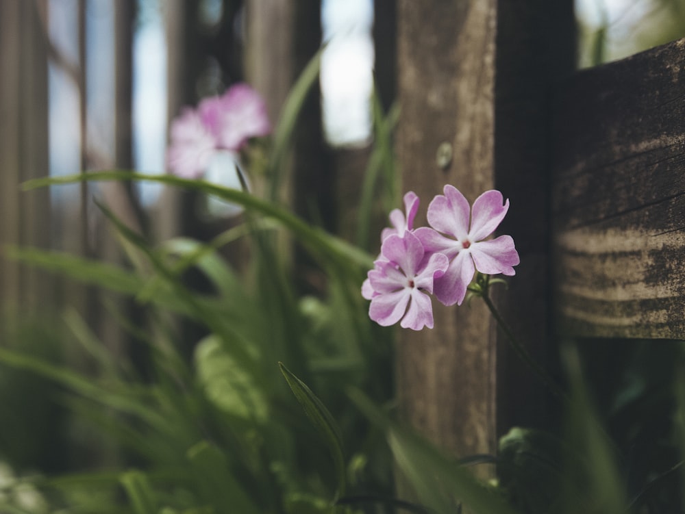 a close up of a flower near a fence
