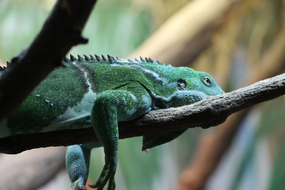 a close up of a lizard on a branch