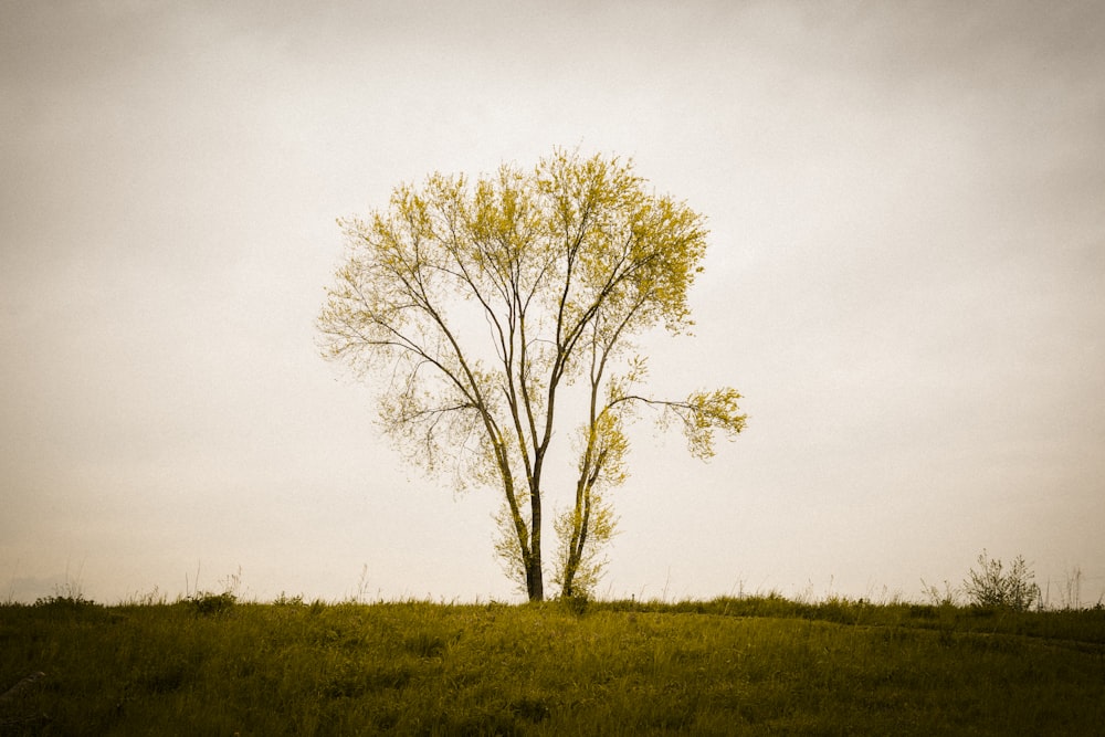 a lone tree in a grassy field under a cloudy sky