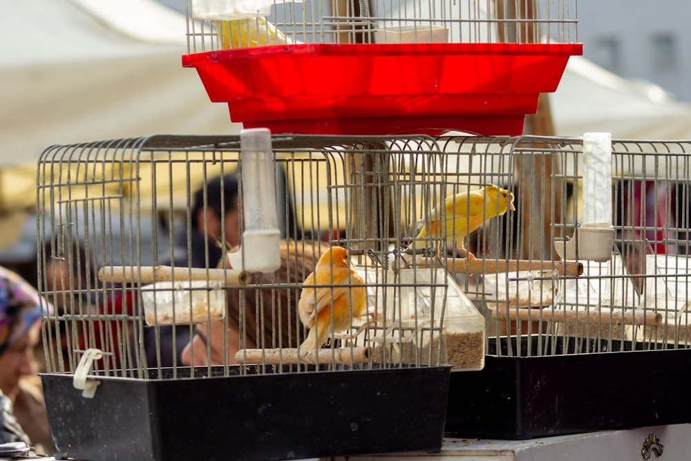a group of birds that are inside of cages