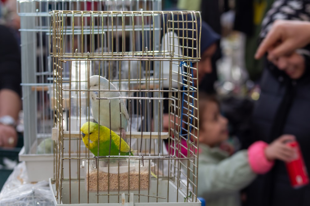 a yellow and white bird in a cage