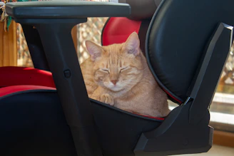 A ginger cat is curled up and napping on a red and black chair. The cat looks content and comfortable, with its eyes closed and body nestled into the seat. There is soft lighting filtering in from the background, highlighting the cozy setting.