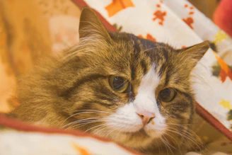 Close-up of a cat wearing a delicate dress with floral patterns, lounging on a cozy blanket.