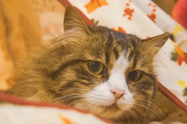 Close-up of a cat wearing a delicate dress with floral patterns, lounging on a cozy blanket.