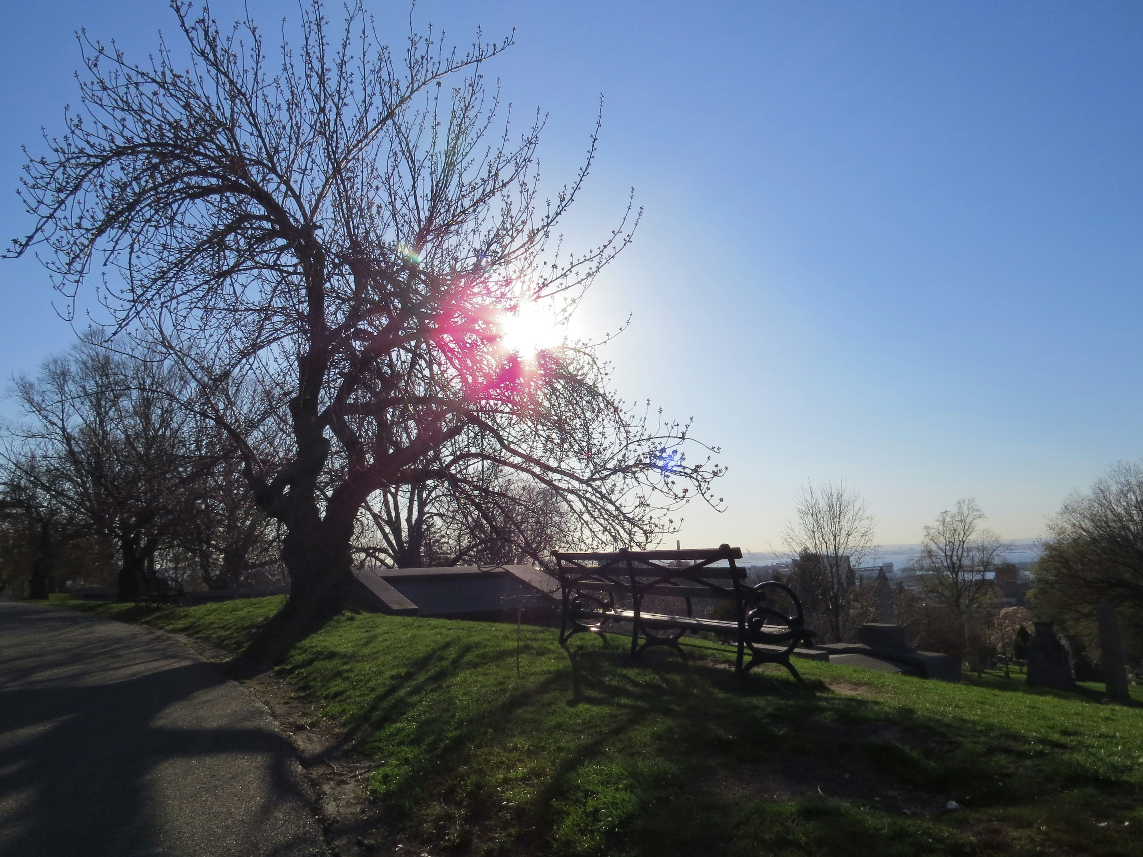 A park bench sitting under a tree on a sunny day photo – Free Clear sky ...
