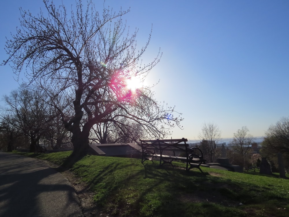 a park bench sitting under a tree on a sunny day