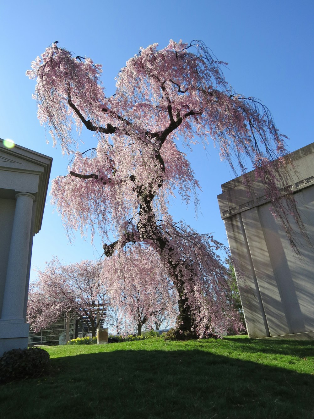 a tree with pink flowers in a park