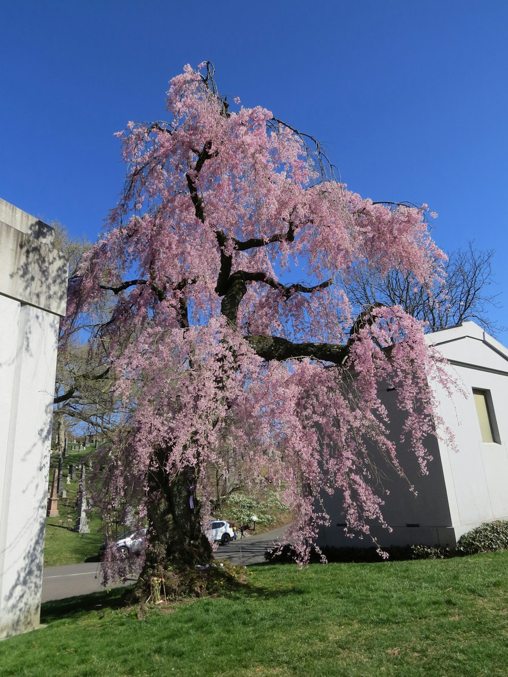 a pink tree in front of a white building