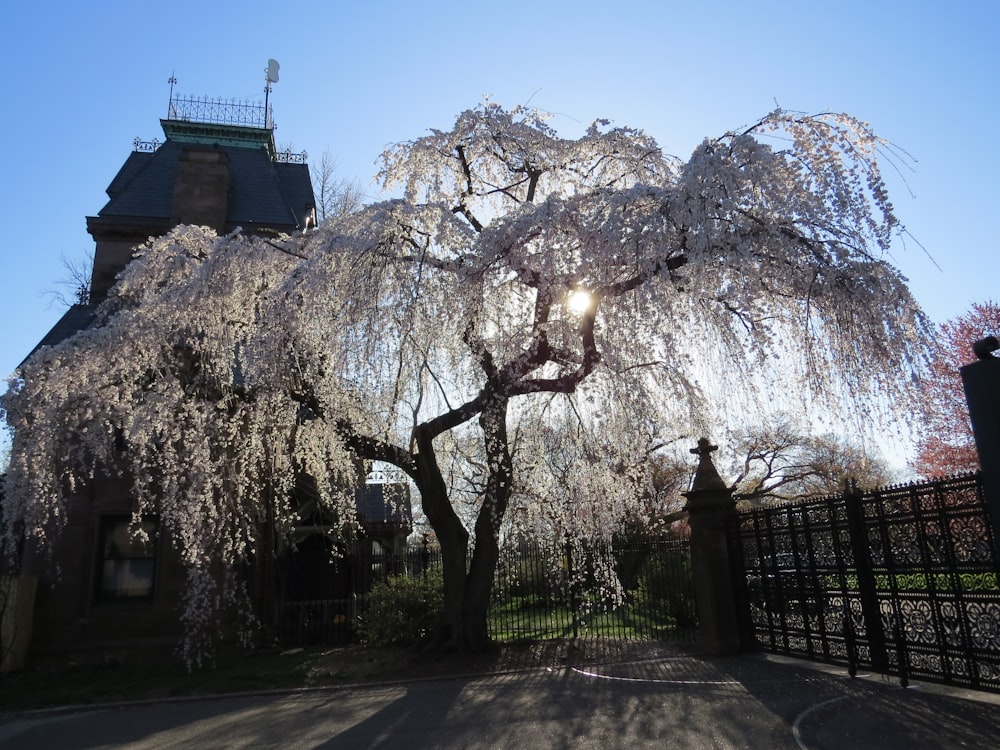 a tree with white flowers in front of a house