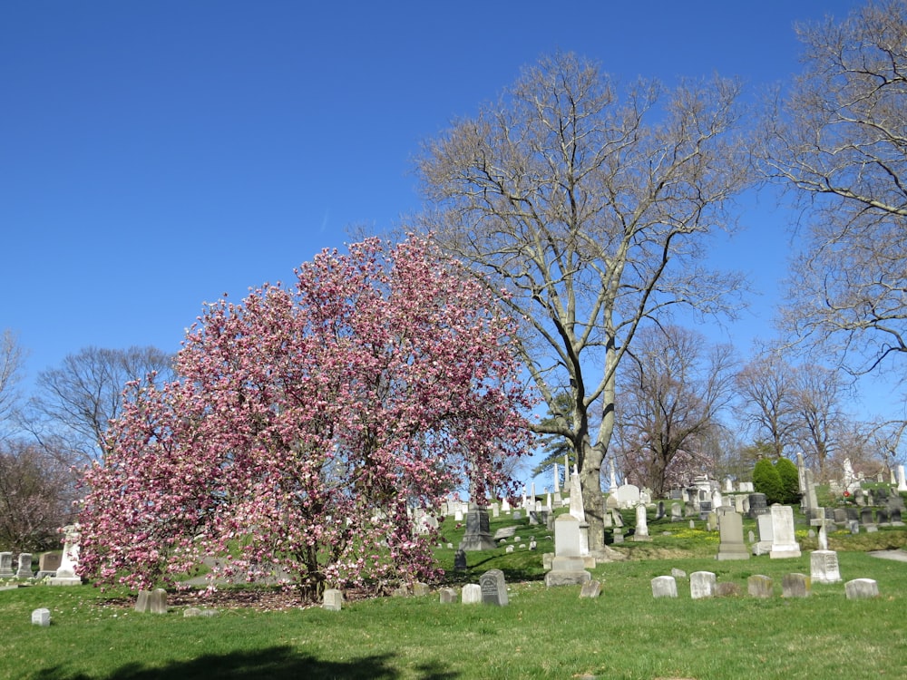 un cementerio con un árbol en medio