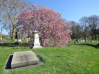 a cemetery with a pink tree in the background