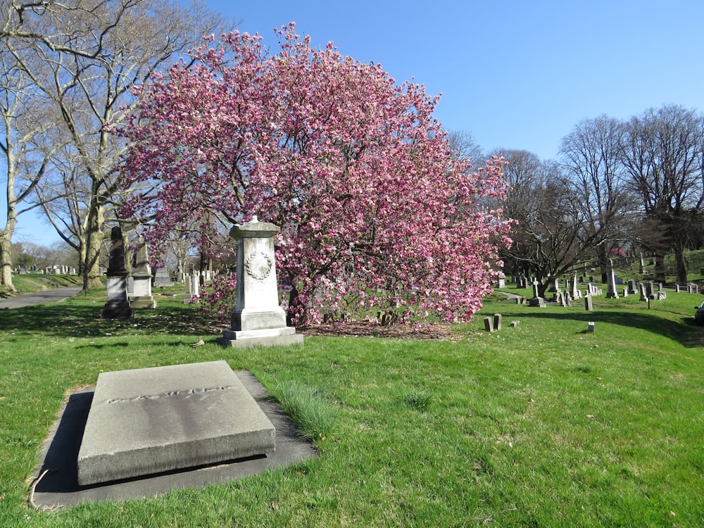 a cemetery with a pink tree in the background