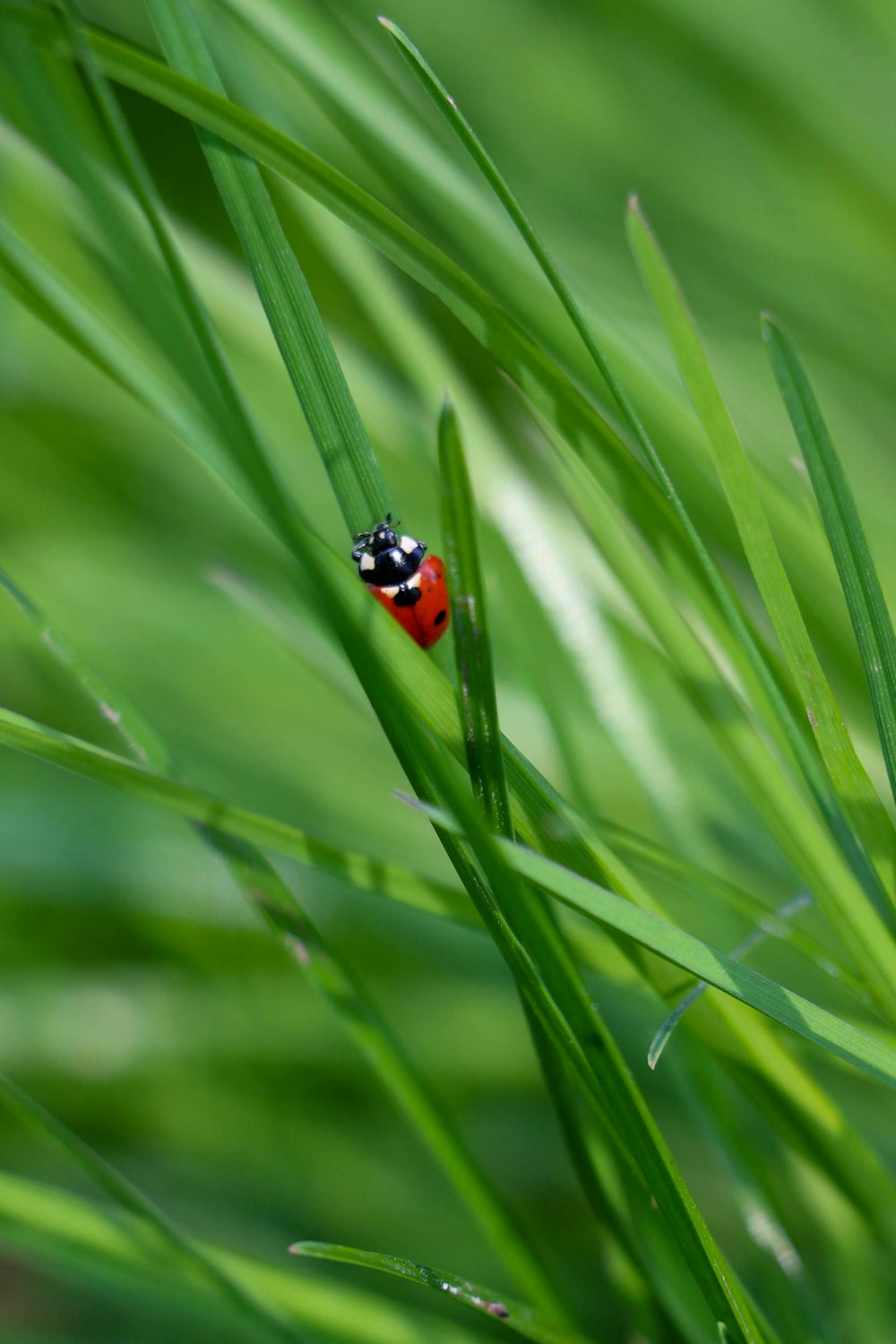 緑の草に覆われた畑の上に座っているてんとう虫
