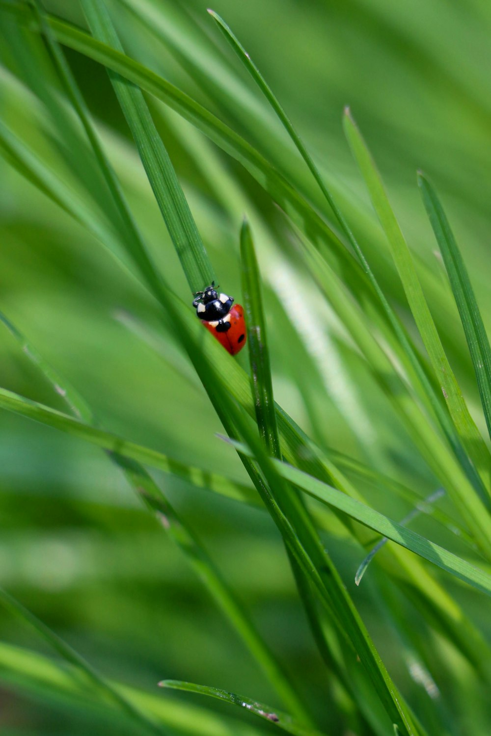 Una coccinella seduta in cima a un campo coperto di erba verde