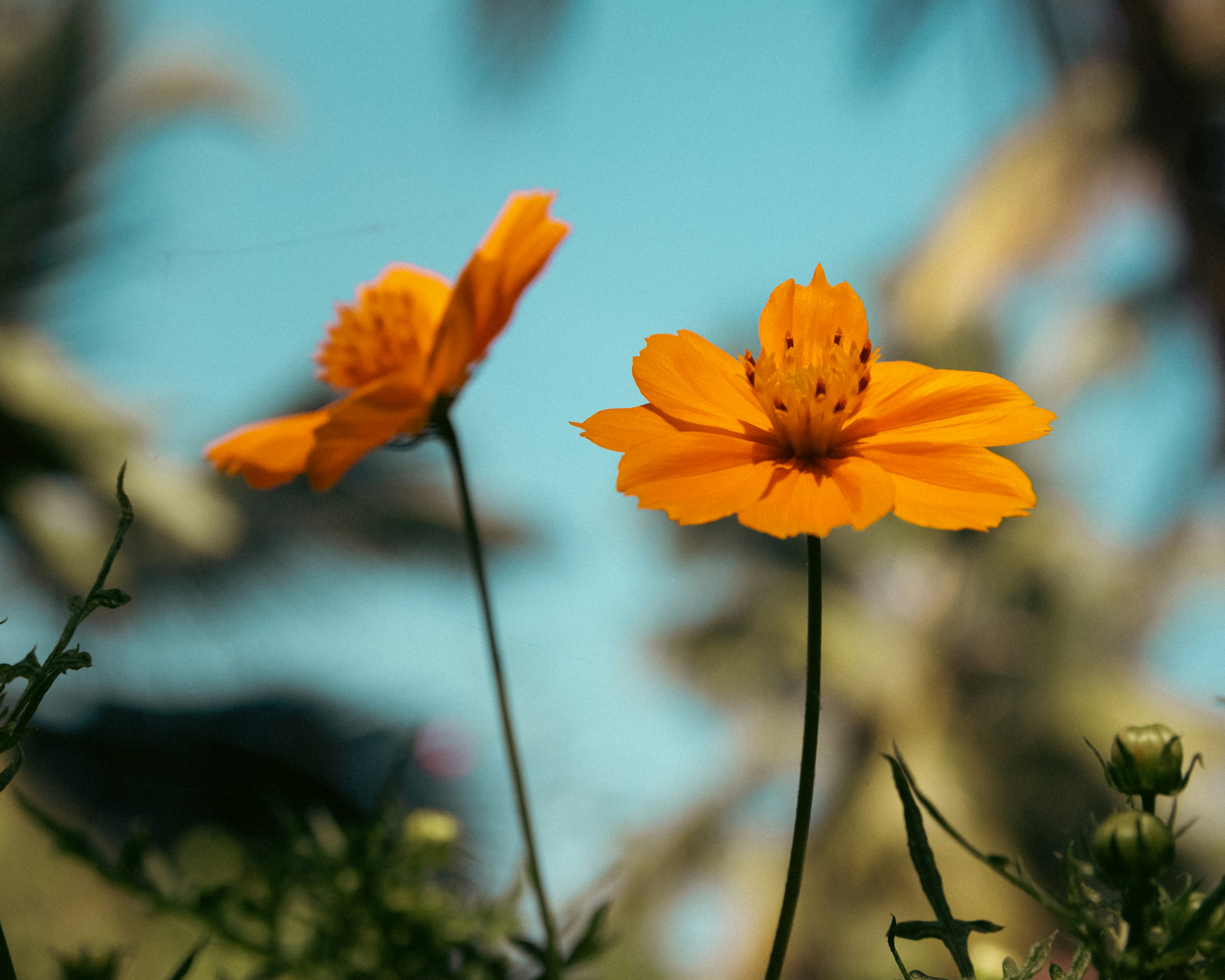 a couple of orange flowers sitting on top of a lush green field