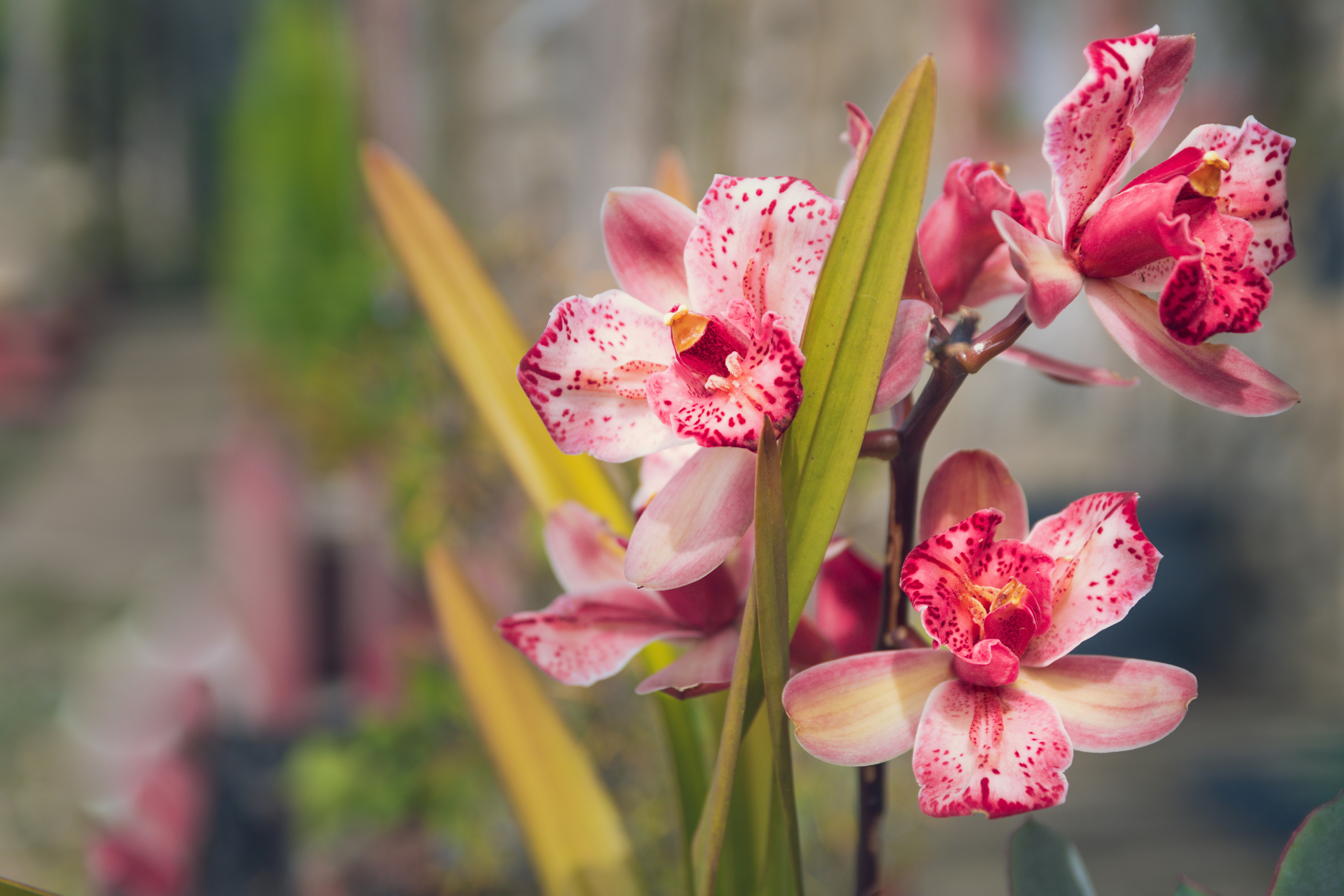 a close up of a flower with a blurry background