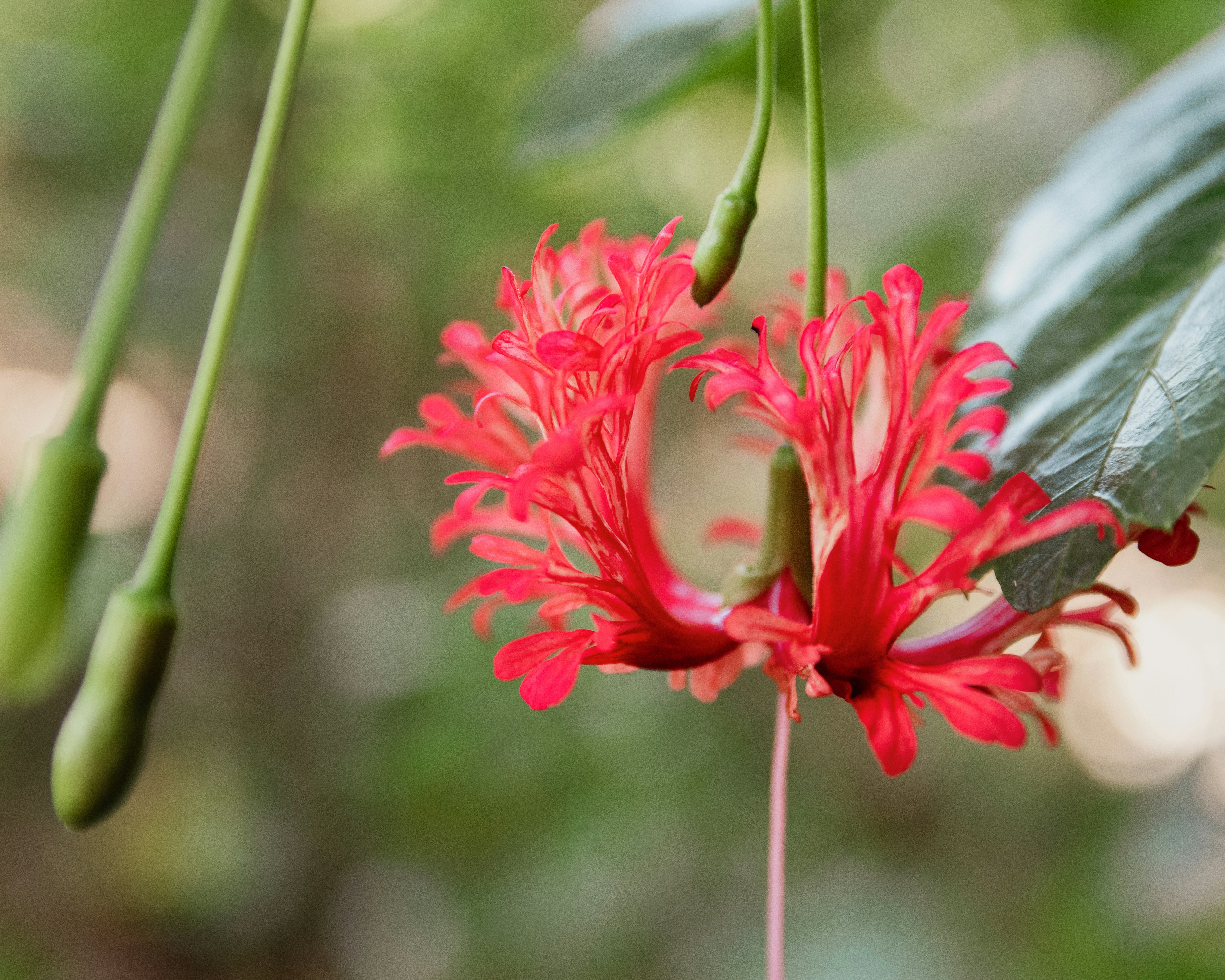 Photo by mgarchagudashvili